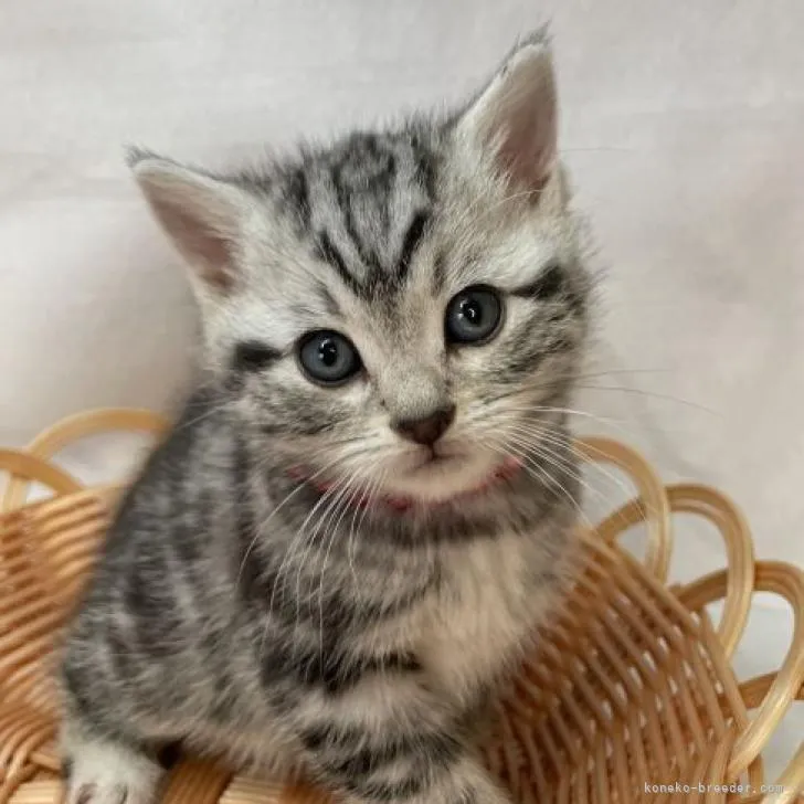 ID:2301-02155の子猫