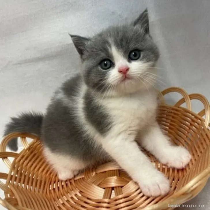 ID：2309-02108の子猫