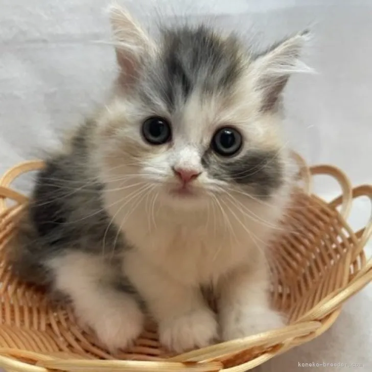 ID:2308-03034の子猫