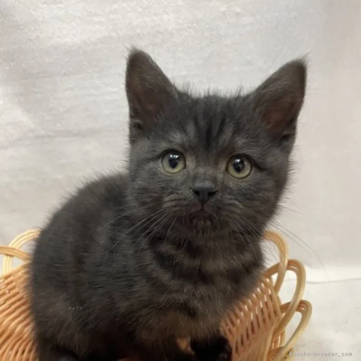 ID：2311-02591の子猫