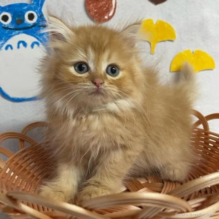 ID:2209-01647の子猫