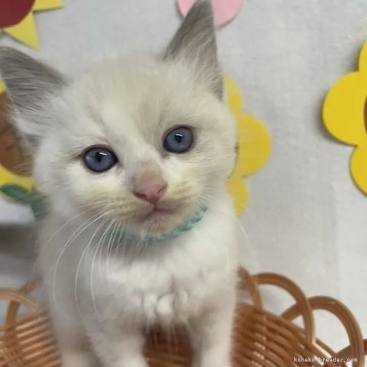 ID：2208-01700の子猫