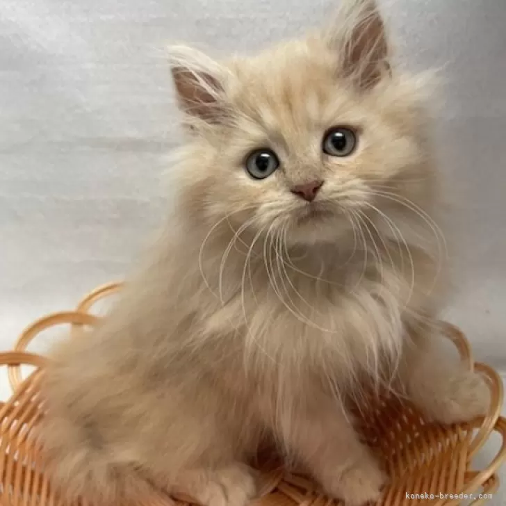 ID：2411-00309の子猫