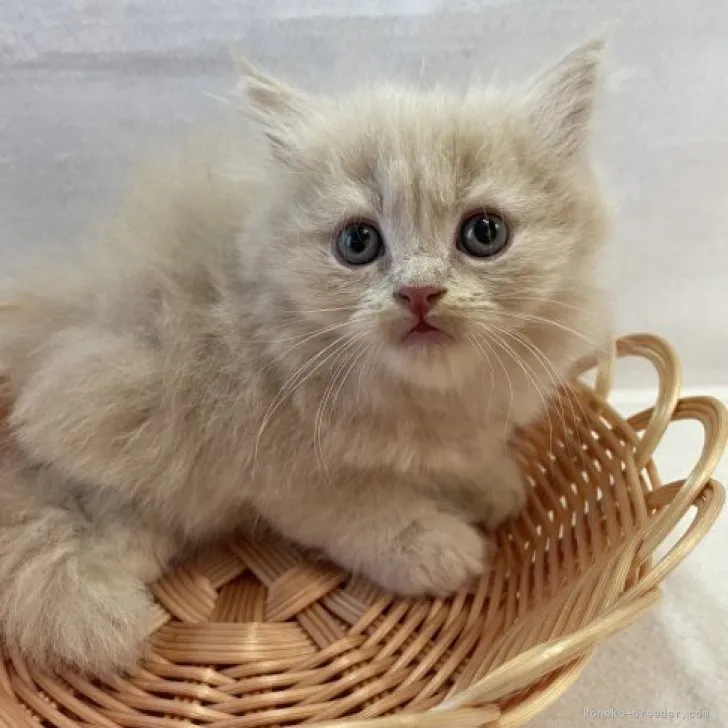 ID：2308-00997の子猫