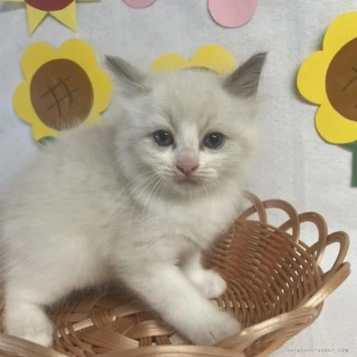 ID：2208-01698の子猫