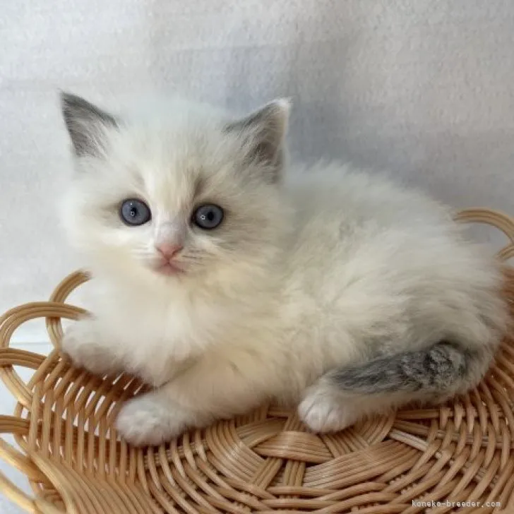 ID:2304-01635の子猫