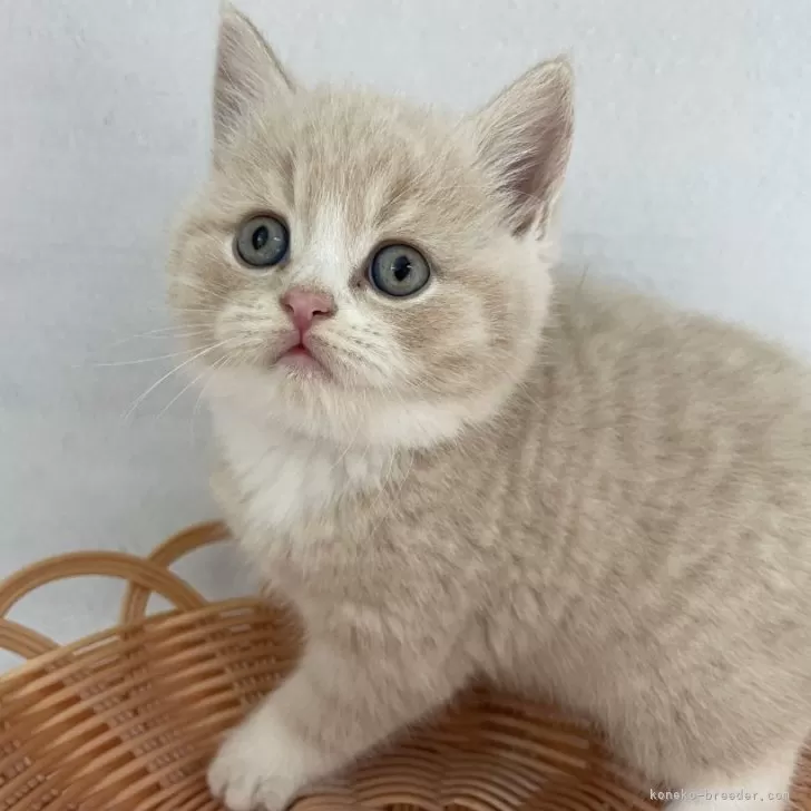 ID:2410-02632の子猫