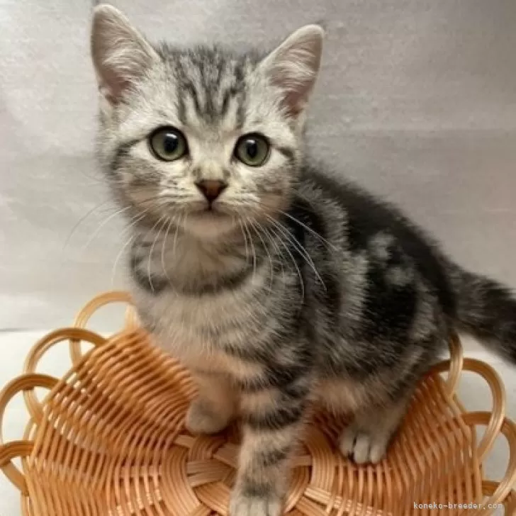ID:2412-00500の子猫
