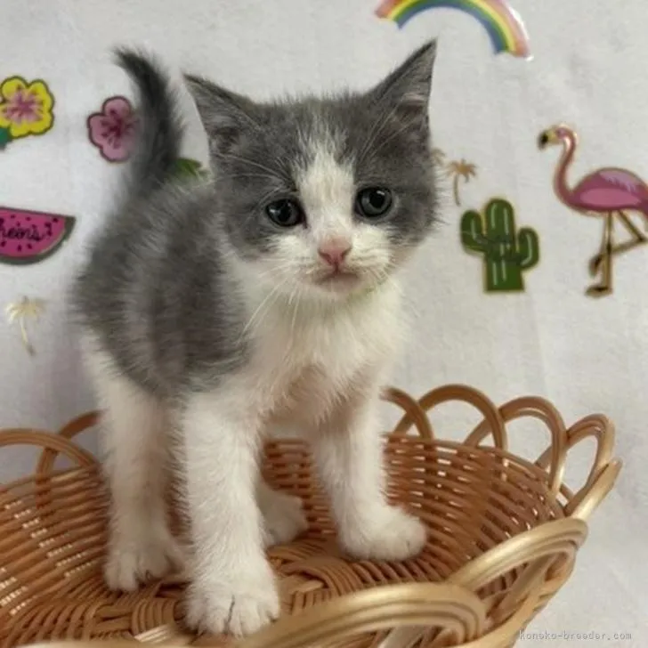 ID：2207-02199の子猫