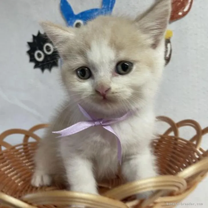 ID:2209-01731の子猫