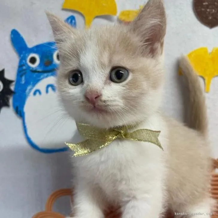 ID：2209-01730の子猫