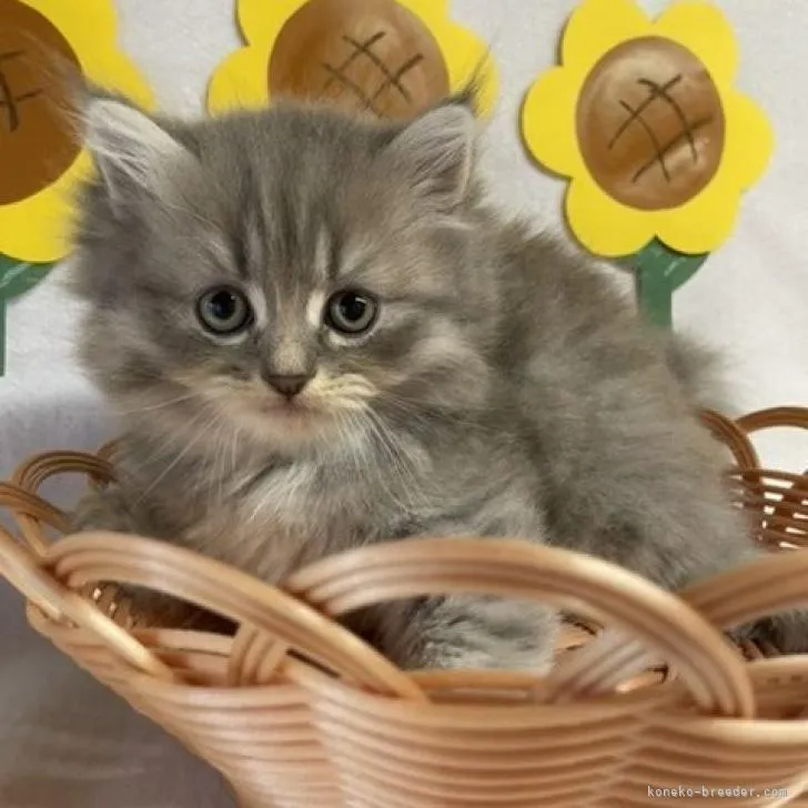 ID：2207-02364の子猫