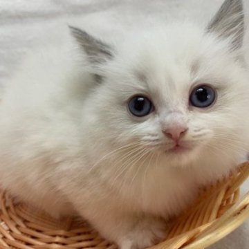 ラグドール【岡山県・女の子・2024年3月27日・シールポイントバイカラー】の写真「５/２６まで掲載中」