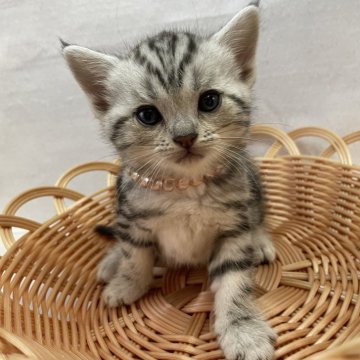 アメリカンショートヘア【岡山県・女の子・2023年6月21日・シルバータビー】の写真「美人ちゃん🎀」