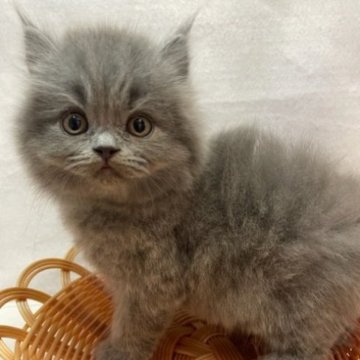 ブリティッシュロングヘア【岡山県・女の子・2023年8月14日・ブルー】の写真「３にゃんきょうだい⭐️」
