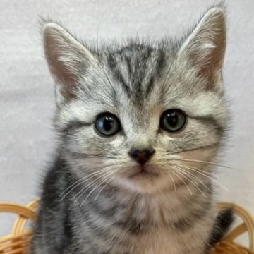 アメリカンショートヘア【岡山県・男の子・2023年9月15日・シルバータビー】の写真「かまってくん❣️」