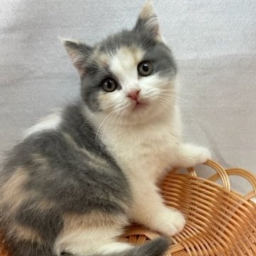 ブリティッシュショートヘア【岡山県・女の子・2023年5月1日・ダイリュートキャリコ】の写真「やんちゃ娘になりました☆」
