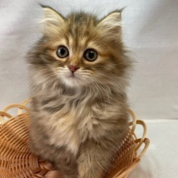 サイベリアン【岡山県・女の子・2023年5月5日・ブラウンタビー】の写真「人懐こい美人な母似です❤️」