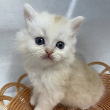 サイベリアン【岡山県・男の子・2024年6月20日・クリームタビー】の写真「8/25まで受付中」