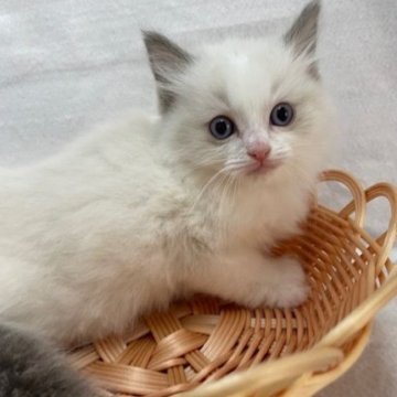 ラグドール【岡山県・男の子・2024年3月27日・シールポイントバイカラー】の写真「５/２６まで掲載中」