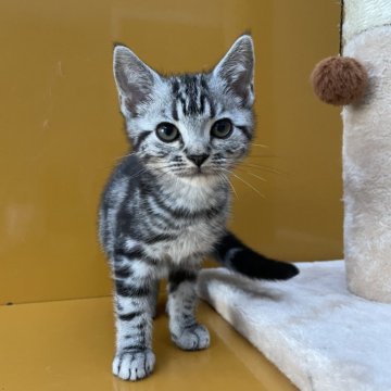 アメリカンショートヘア【岡山県・女の子・2024年4月20日・シルバータビー】の写真「人懐こい子です✨」