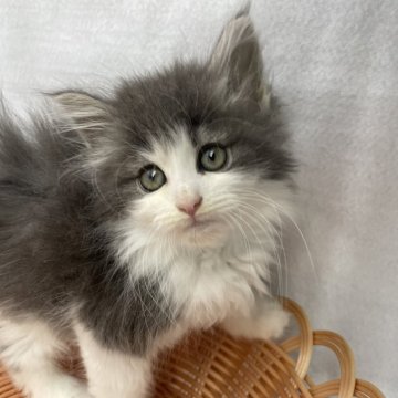 ノルウェージャンフォレストキャット【岡山県・女の子・2024年4月6日・ブルー&ホワイト】の写真「6/23まで掲載中」