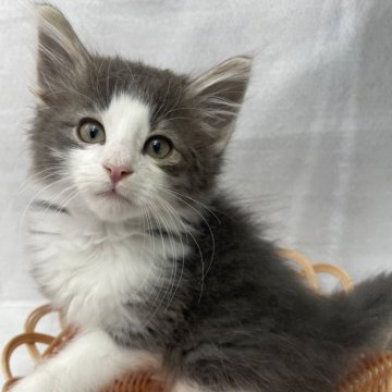 ノルウェージャンフォレストキャット【岡山県・男の子・2024年3月21日・ブルー&ホワイト】の写真「6/23まで掲載中」