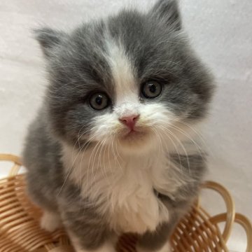ブリティッシュロングヘア【岡山県・男の子・2024年2月17日・ブルーホワイト】の写真「４/１４まで掲載中」
