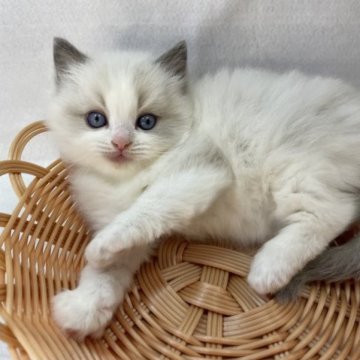ラグドール【岡山県・男の子・2023年3月3日・ブルーポイントバイカラー】の写真「きれいな瞳です‼︎」