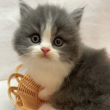 ブリティッシュロングヘア【岡山県・男の子・2023年8月14日・ブルー&ホワイト】の写真「近隣引き渡しOK」
