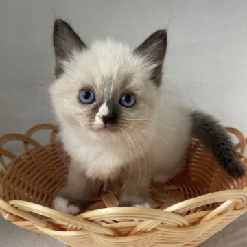 ラグドール【岡山県・女の子・2024年7月21日・シールポイントミテッド】の写真「9/29まで受付中」