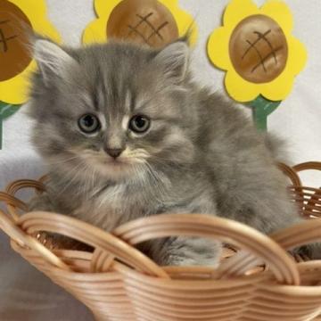 サイベリアン【岡山県・男の子・2022年6月13日・ブルータビー】の写真「もふもふの猫ちゃんです♪」
