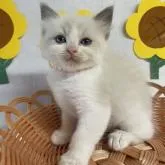 ラグドール【岡山県・女の子・2022年6月25日・ブルーポイントバイカラー】の写真1