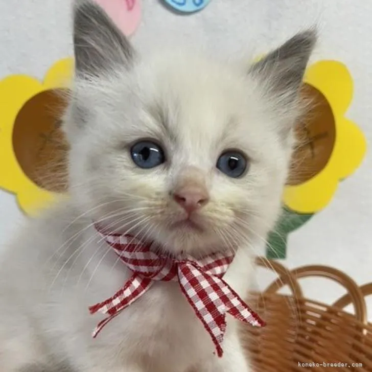 ID：2208-01701の子猫