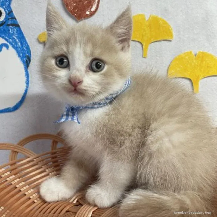 ID：2209-01725の子猫