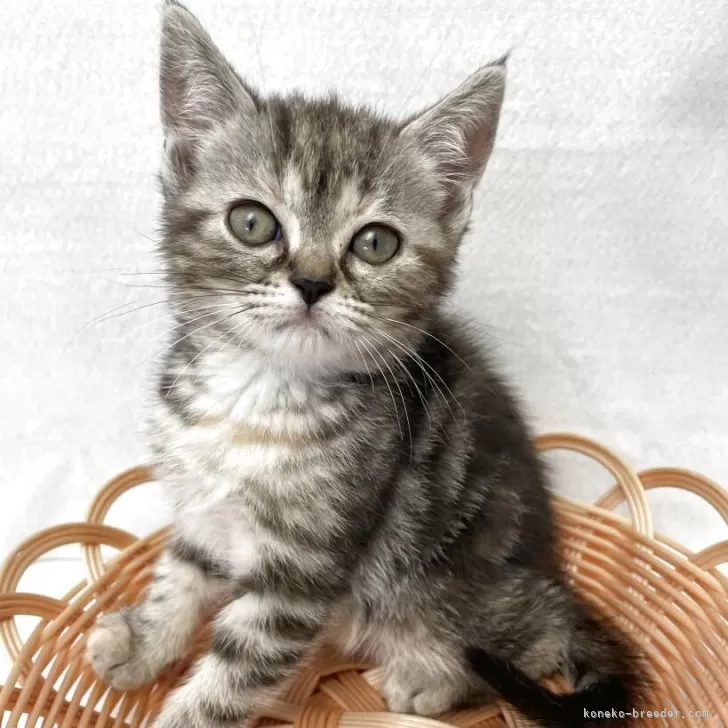 ID：2506-01357の子猫