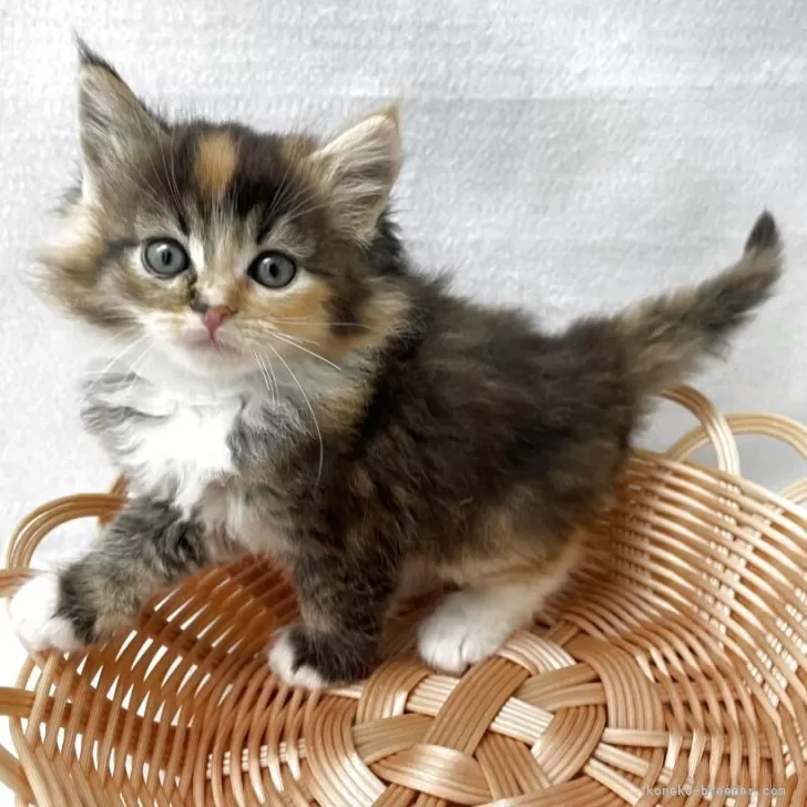 ID：2505-01040の子猫