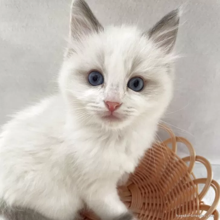 ID:2507-01009の子猫