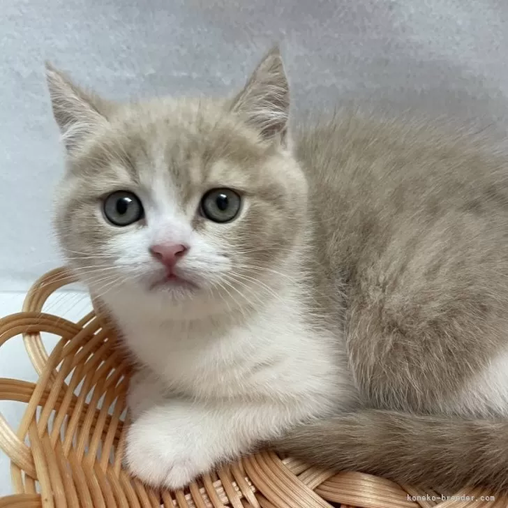 ID：2506-02107の子猫