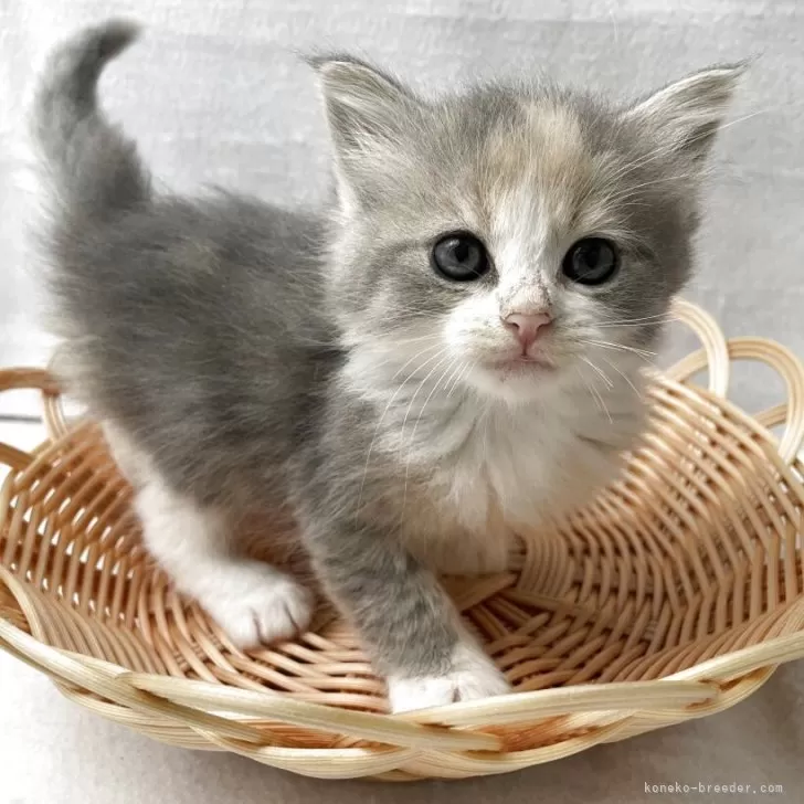 ID：2505-01038の子猫