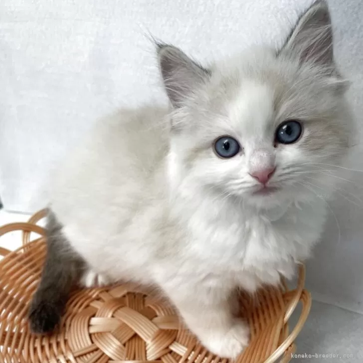 ID：2506-01361の子猫