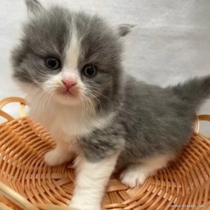 ID：2504-01894の子猫
