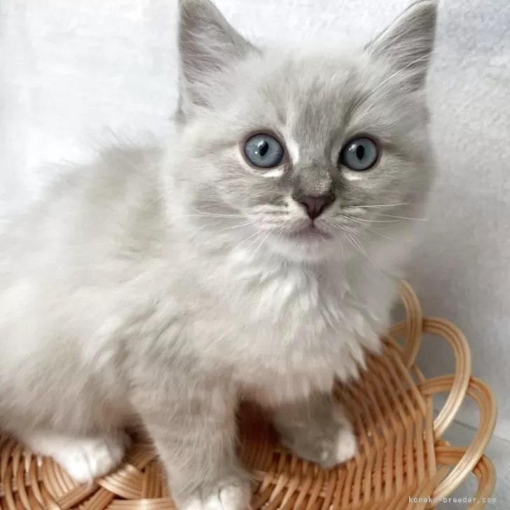 ID:2506-01363の子猫