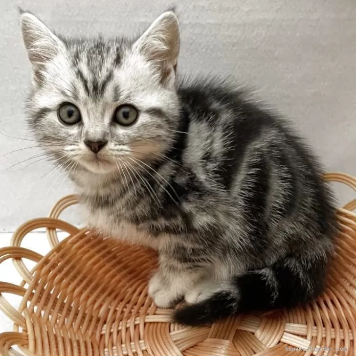 ID:2506-01364の子猫