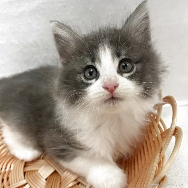 ID:2509-02523の子猫