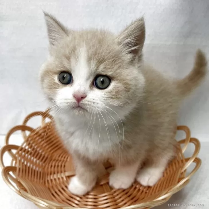 ID：2506-01366の子猫