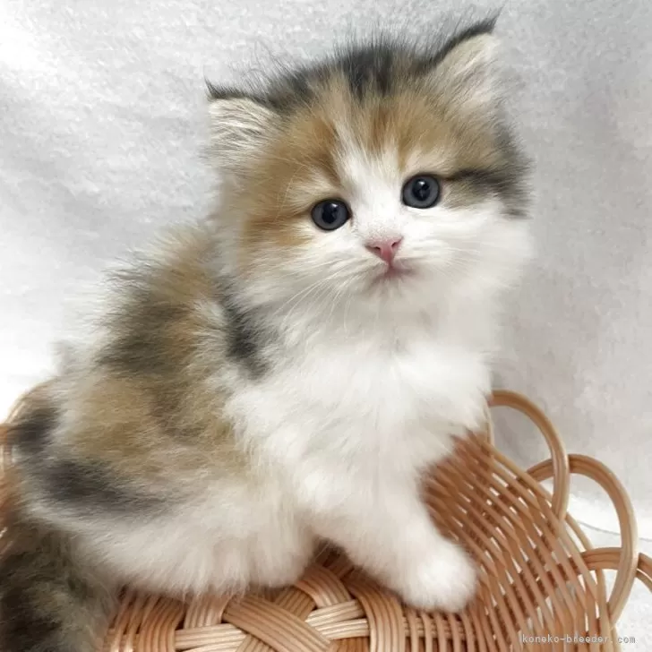 ID：2507-00596の子猫
