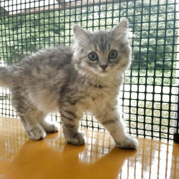 サイベリアン【岡山県・女の子・2025年4月5日・シルバータビー】の写真「ご見学当日一緒に帰れます♪」