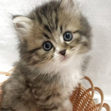 サイベリアン【岡山県・男の子・2025年5月16日・ブラウンタビーホワイト】の写真「⭐️」