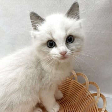 ラグドール【岡山県・男の子・2025年4月3日・ブルーポイントバイカラー】の写真「⭐️」